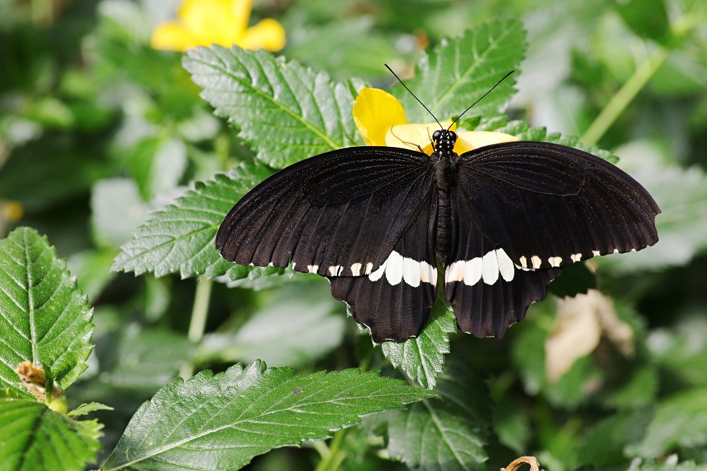 vlinder vlinders hdr insect insecten nederland uitheems Lepidoptera rups rupsen vlindertuin natuur